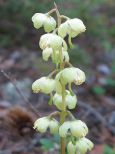 Pyrola chlorantha